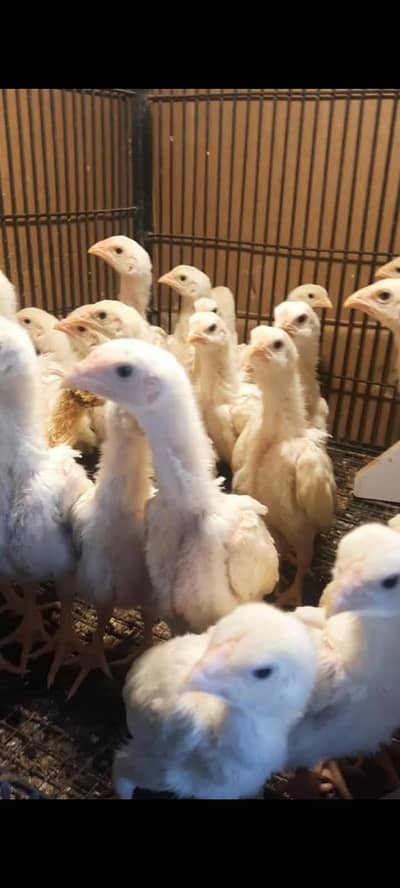 Shamo chiks top quality