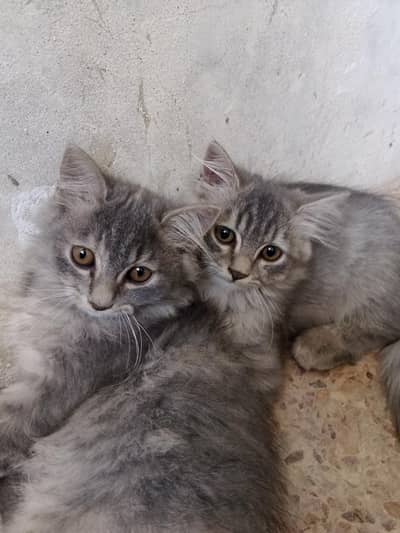 Persian Cat