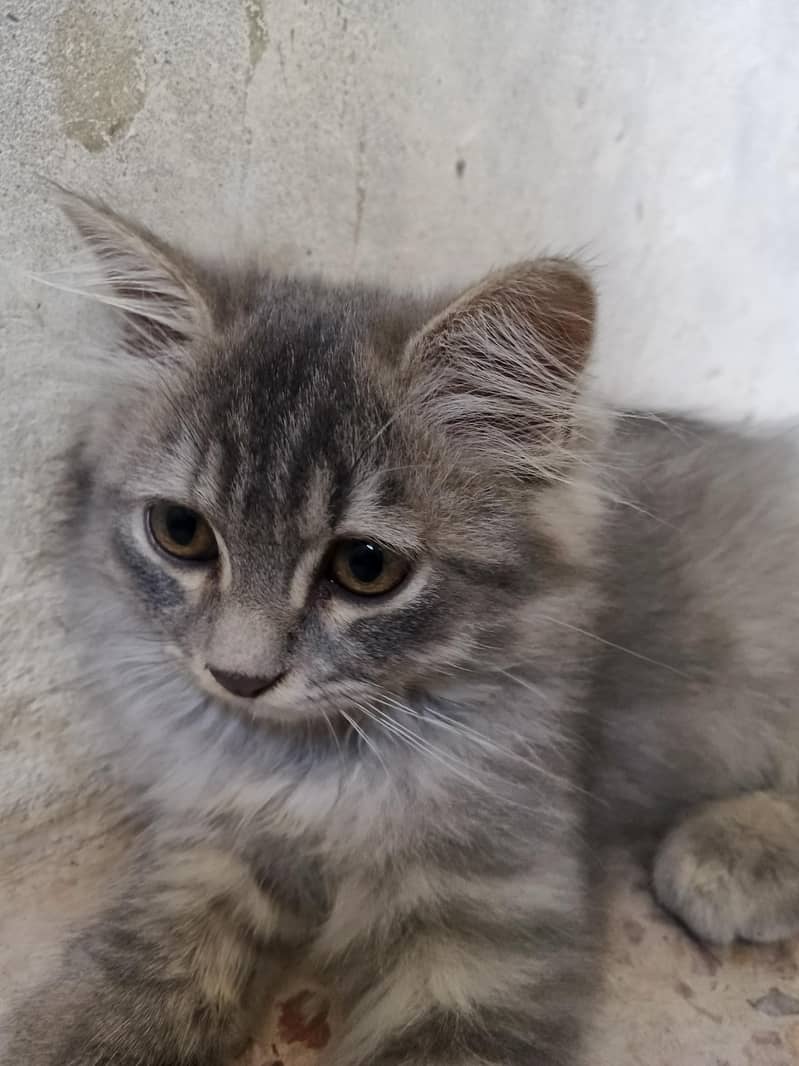 Persian Cat 1