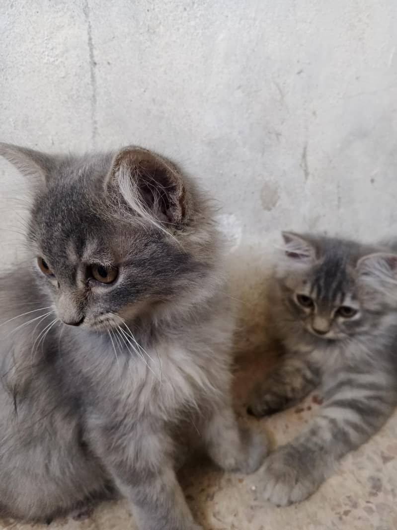 Persian Cat 2