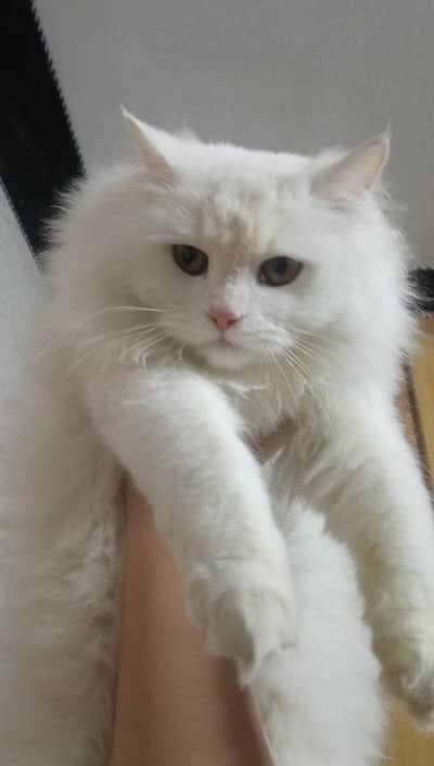 persian cat  for sale