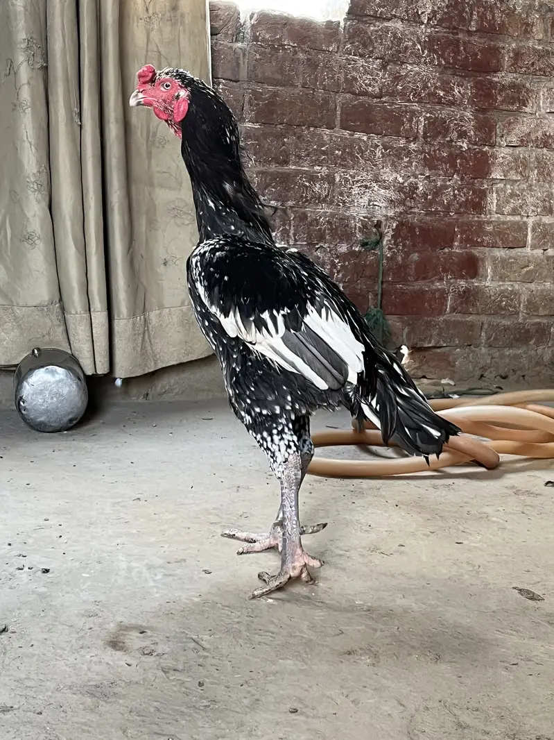 Coco Shamu cross Thai female — photo 4