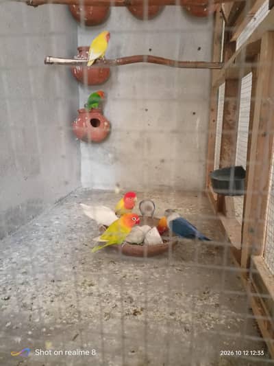 love birds or cocktail 03066292321