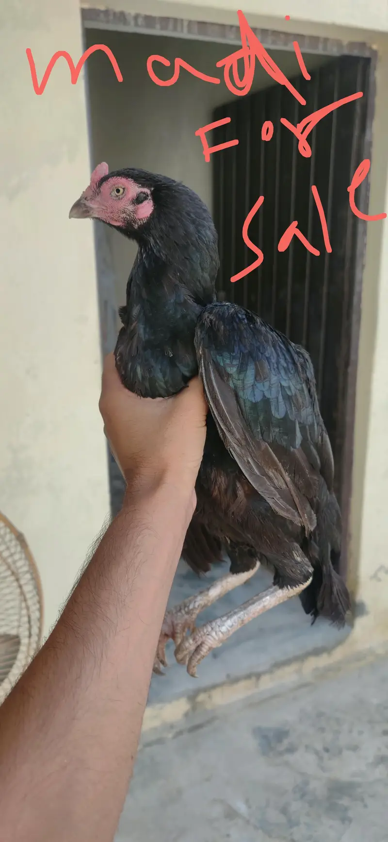 madi for sale — photo 4