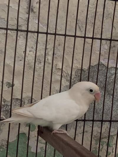 Albino Lovebird