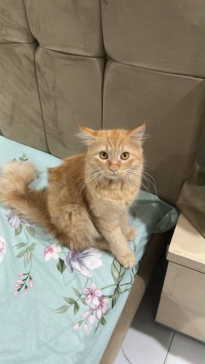 Persian Cat for Sale