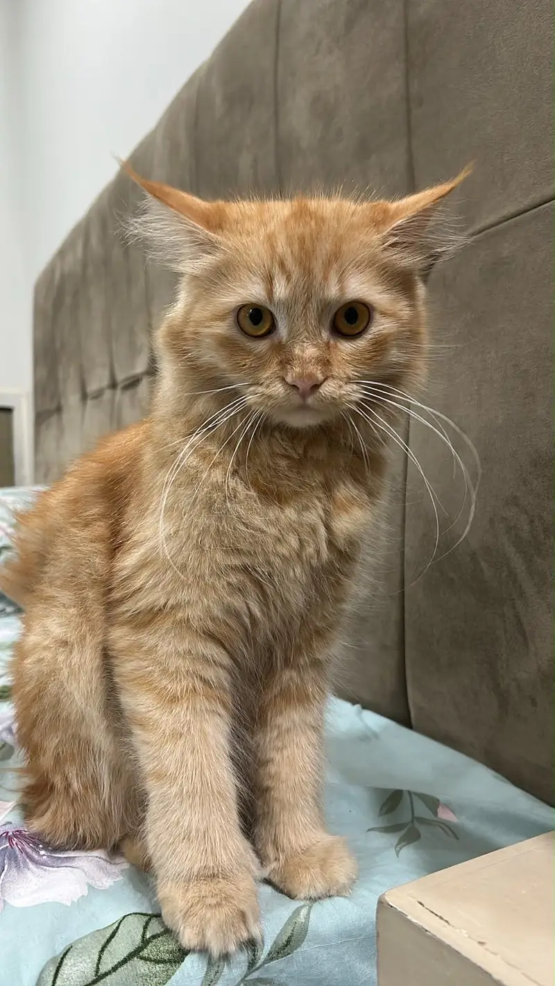 Persian Cat for Sale — photo 2
