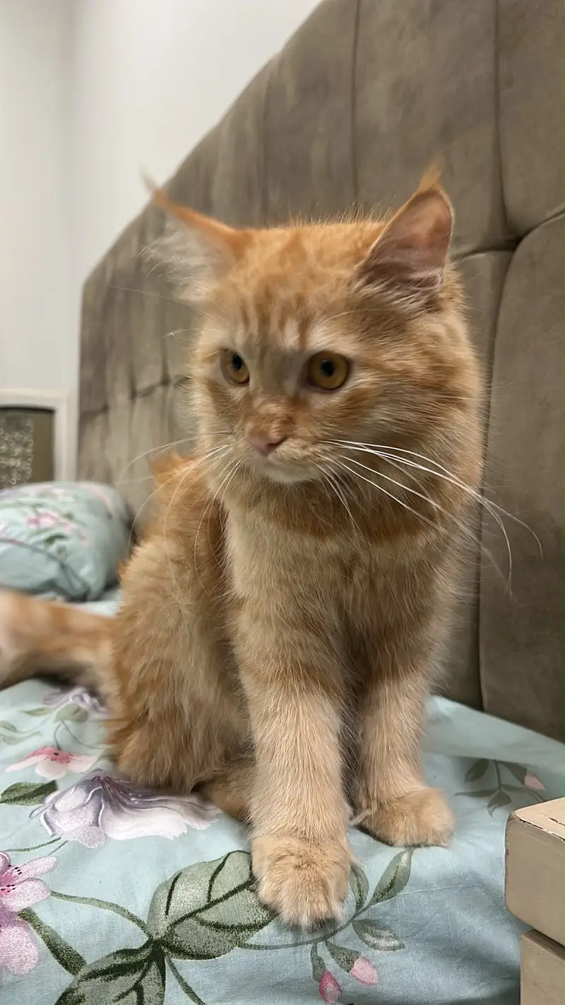 Persian Cat for Sale — photo 3