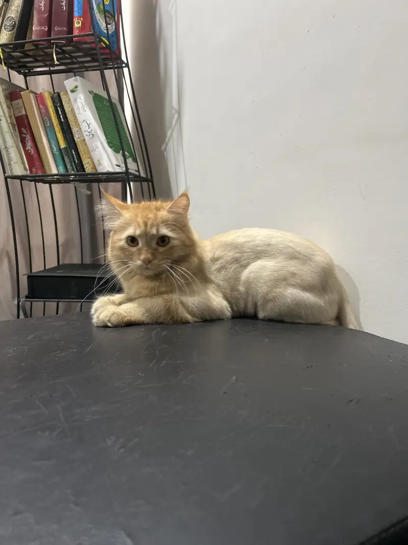 Persian Cat for Sale — photo 4