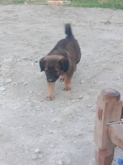 sale urgent t