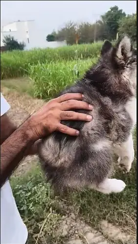 Wolly coat Husky puppy | Siberian Husky | male puppy for sale — photo 5