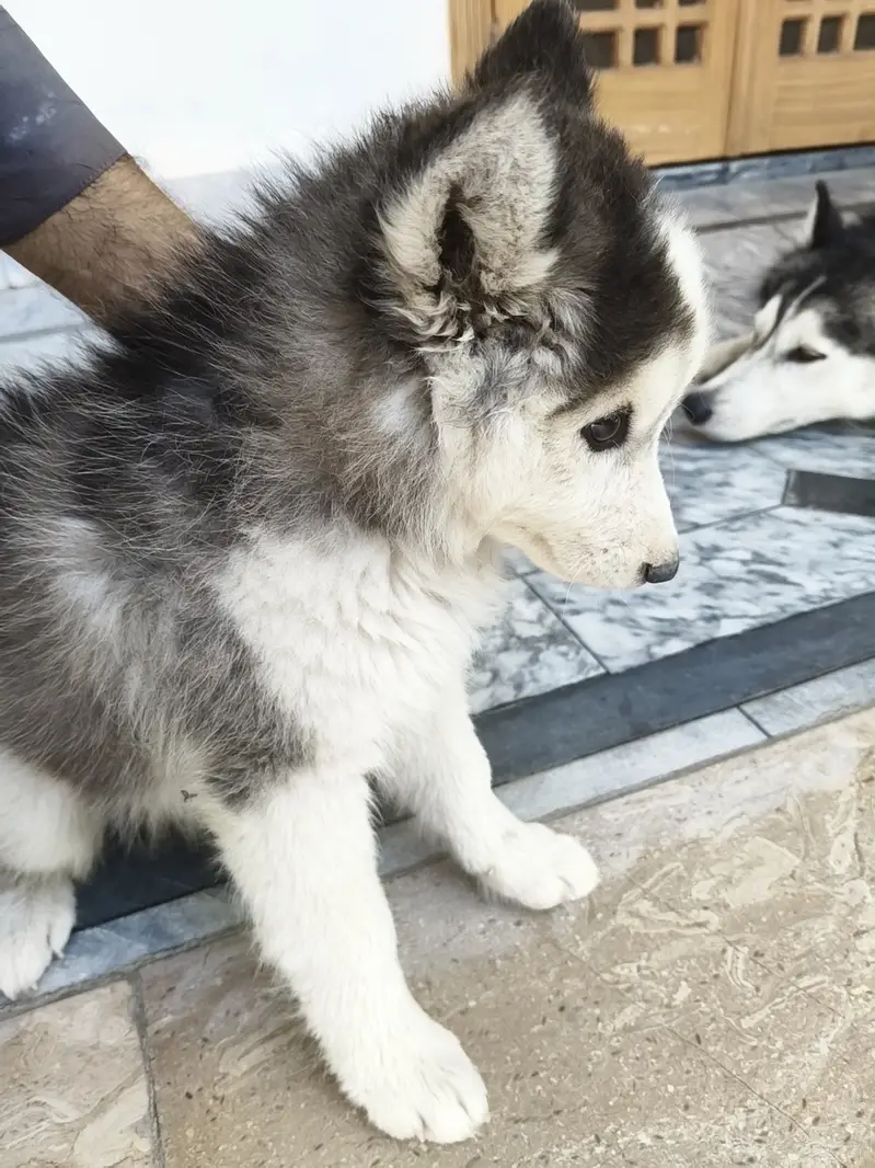Wolly coat Husky puppy | Siberian Husky | male puppy for sale — photo 6