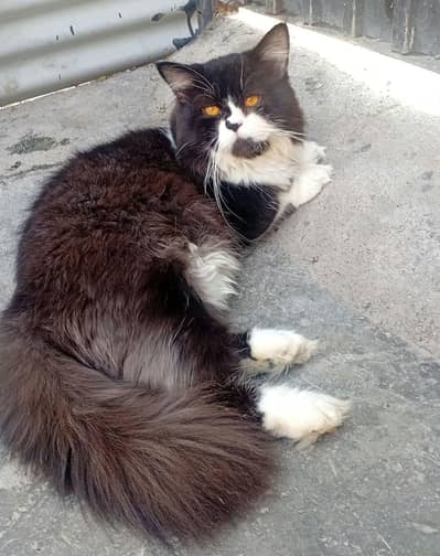 Persian triple coated Male cat