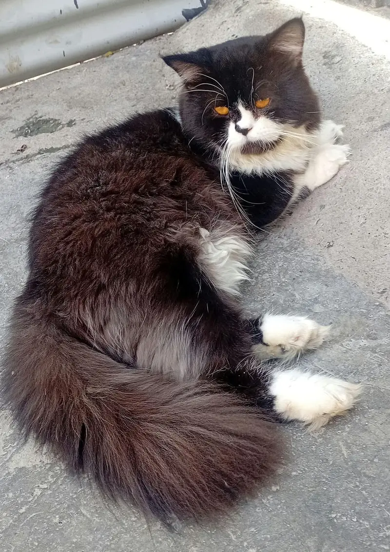 Persian triple coated Male cat — photo 2