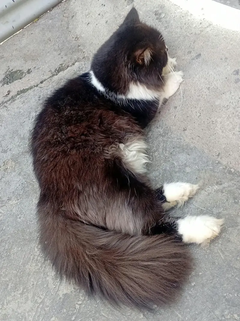 Persian triple coated Male cat — photo 3