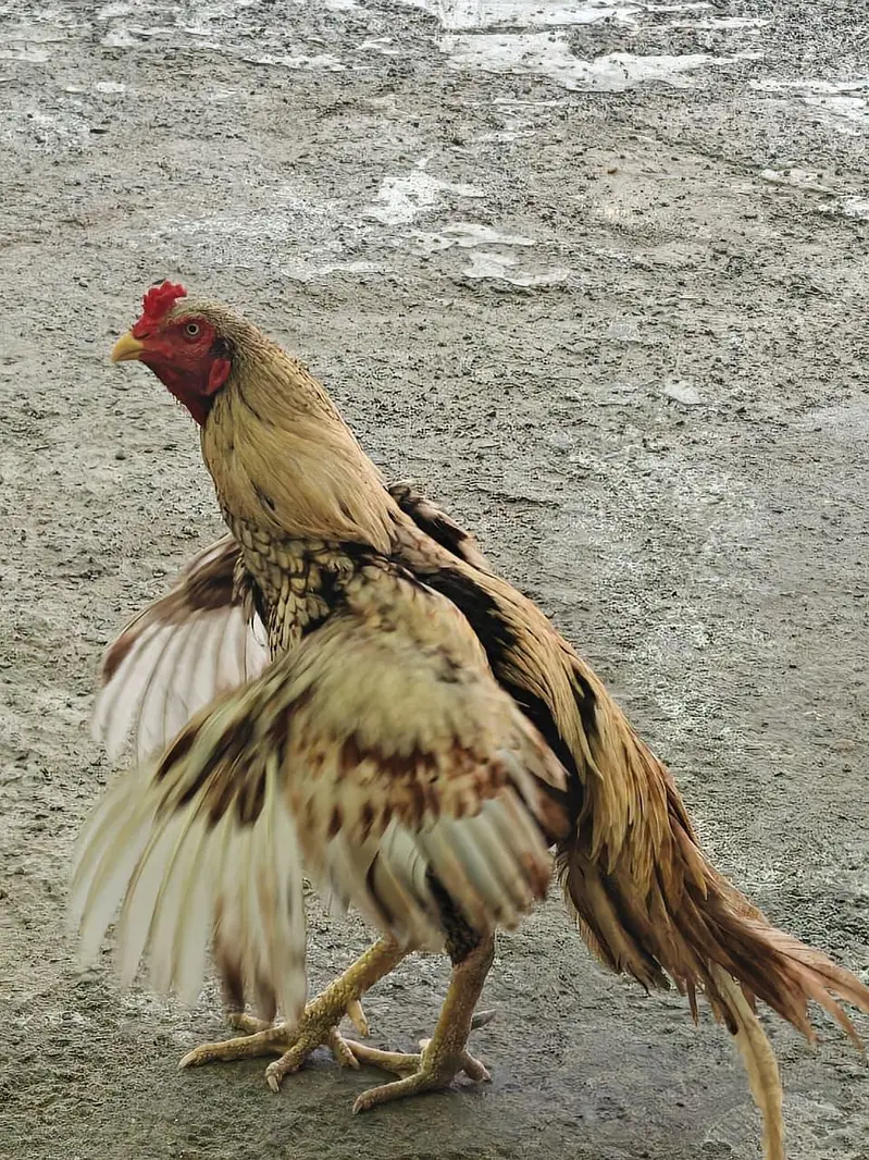 Full high class sindhi — photo 2