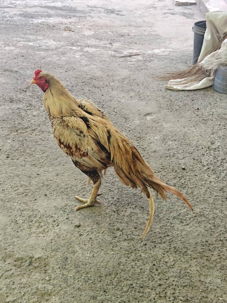 Full high class sindhi 2