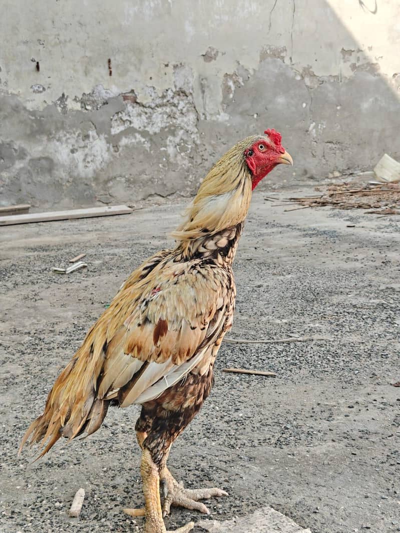 Full high class sindhi 6