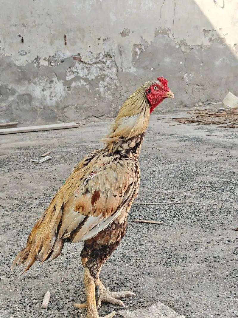 Full high class sindhi — photo 7