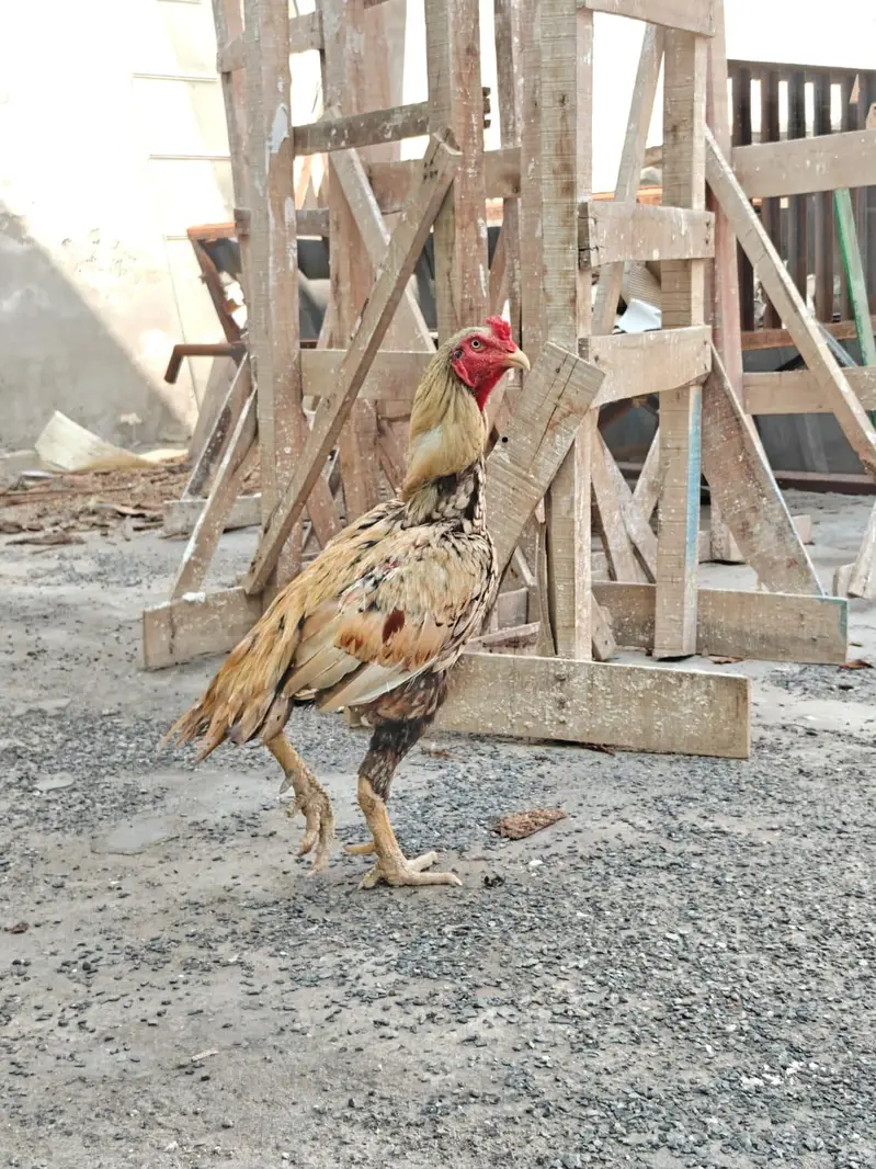 Full high class sindhi — photo 8