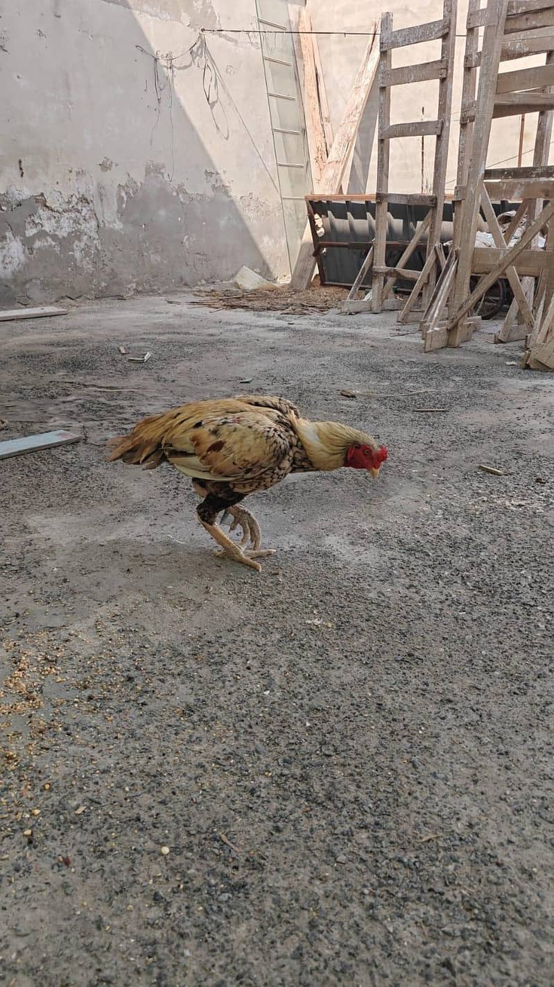 Full high class sindhi 8