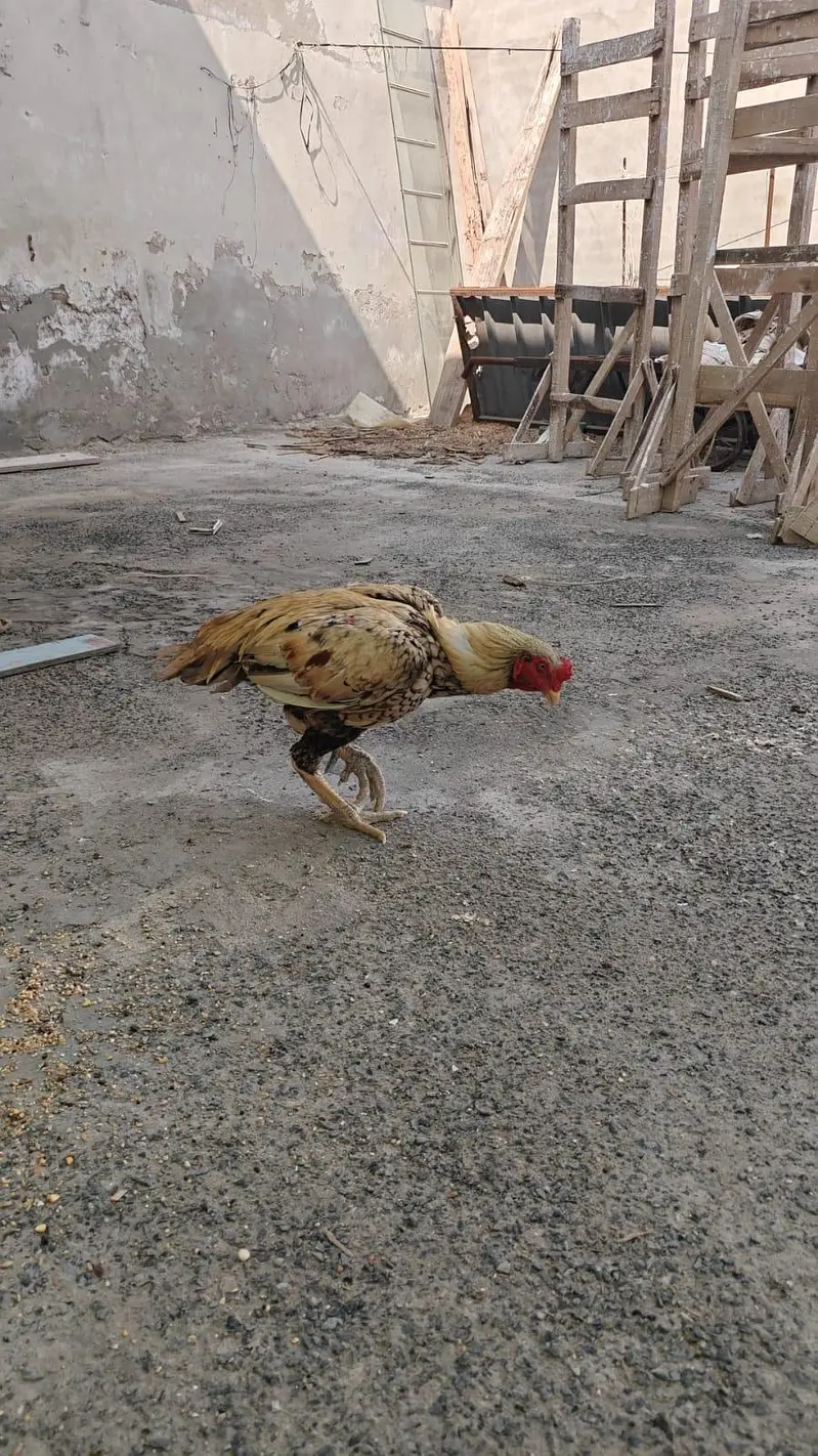 Full high class sindhi — photo 9