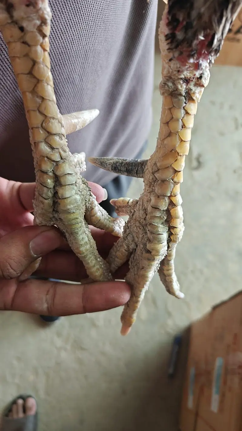 Full high class sindhi — photo 10