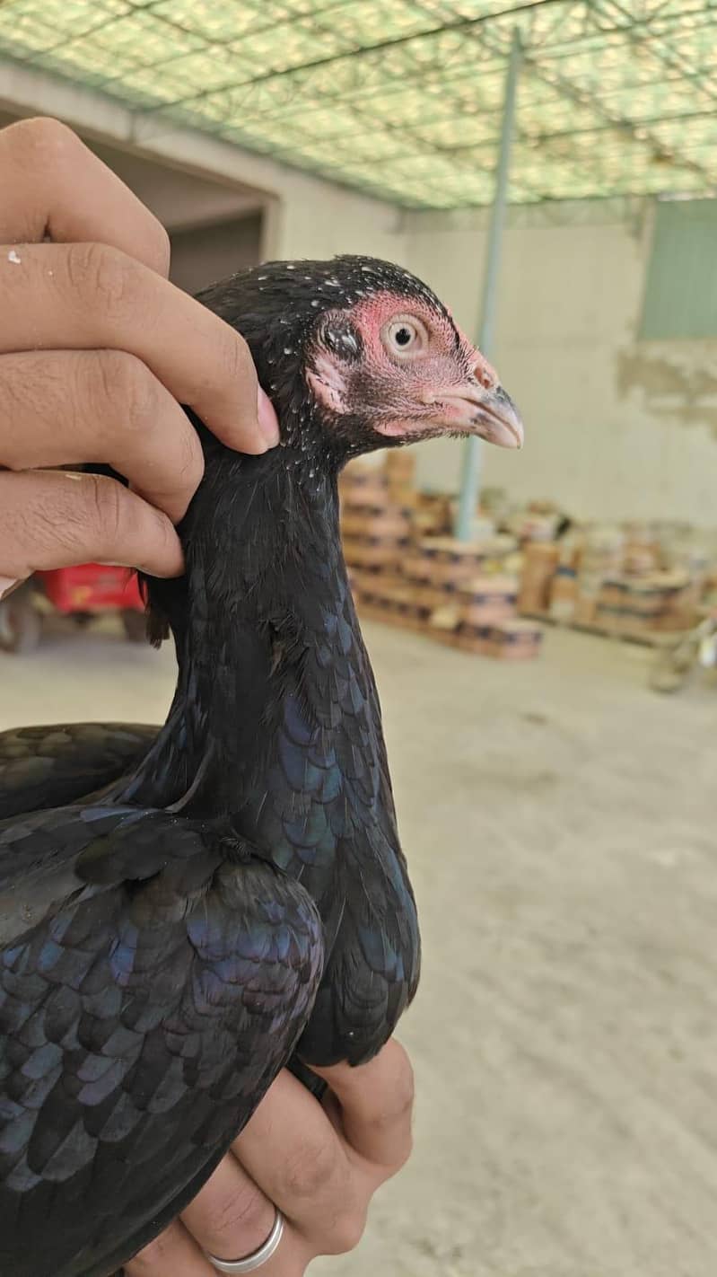 Full high class sindhi 13