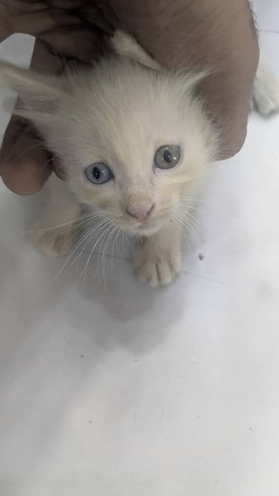 Russian Cat 1 Month Baby For Sell Double Shaded eyes