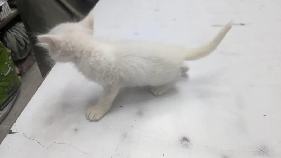 Russian Cat 1 Month Baby For Sell Double Shaded eyes — photo 2