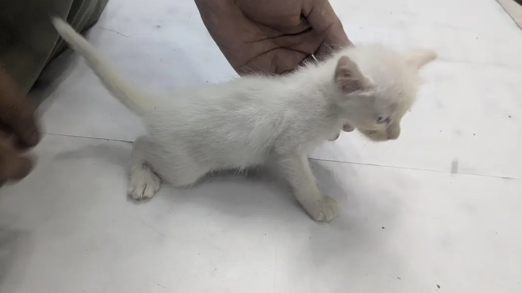Russian Cat 1 Month Baby For Sell Double Shaded eyes — photo 3