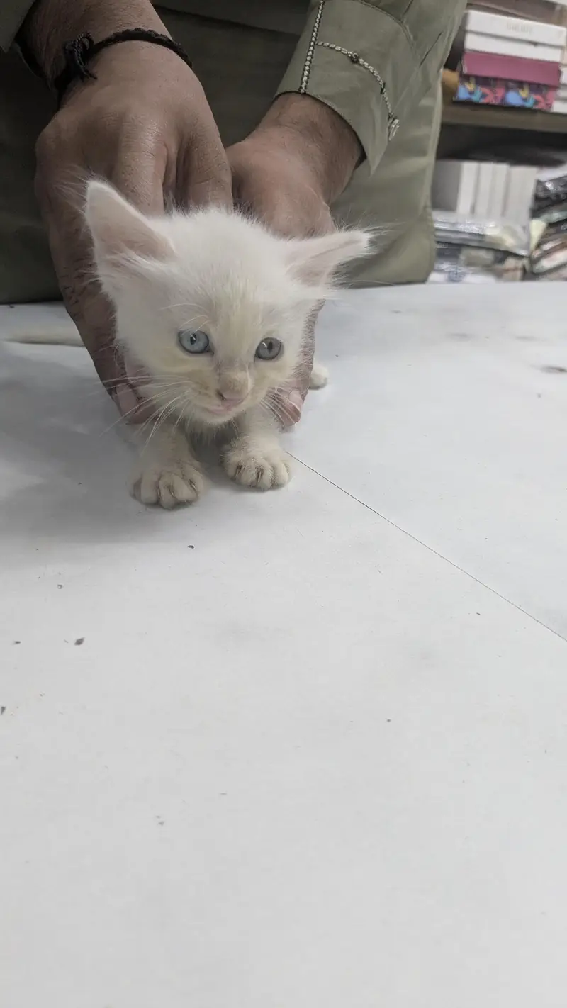 Russian Cat 1 Month Baby For Sell Double Shaded eyes — photo 4
