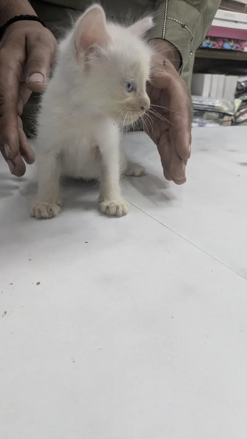 Russian Cat 1 Month Baby For Sell Double Shaded eyes — photo 5