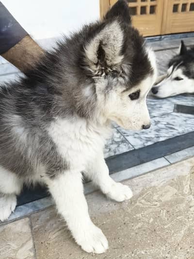Siberian Husky puppy | male puppy | wolly coat Siberian Husky for sale