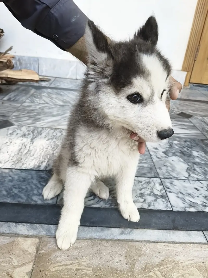 Siberian Husky puppy | male puppy | wolly coat Siberian Husky for sale — photo 3