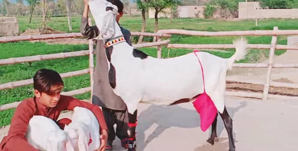 2 bacchon wali bakri for sale call_03230718297