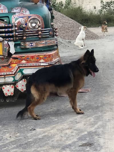 German shepherd
