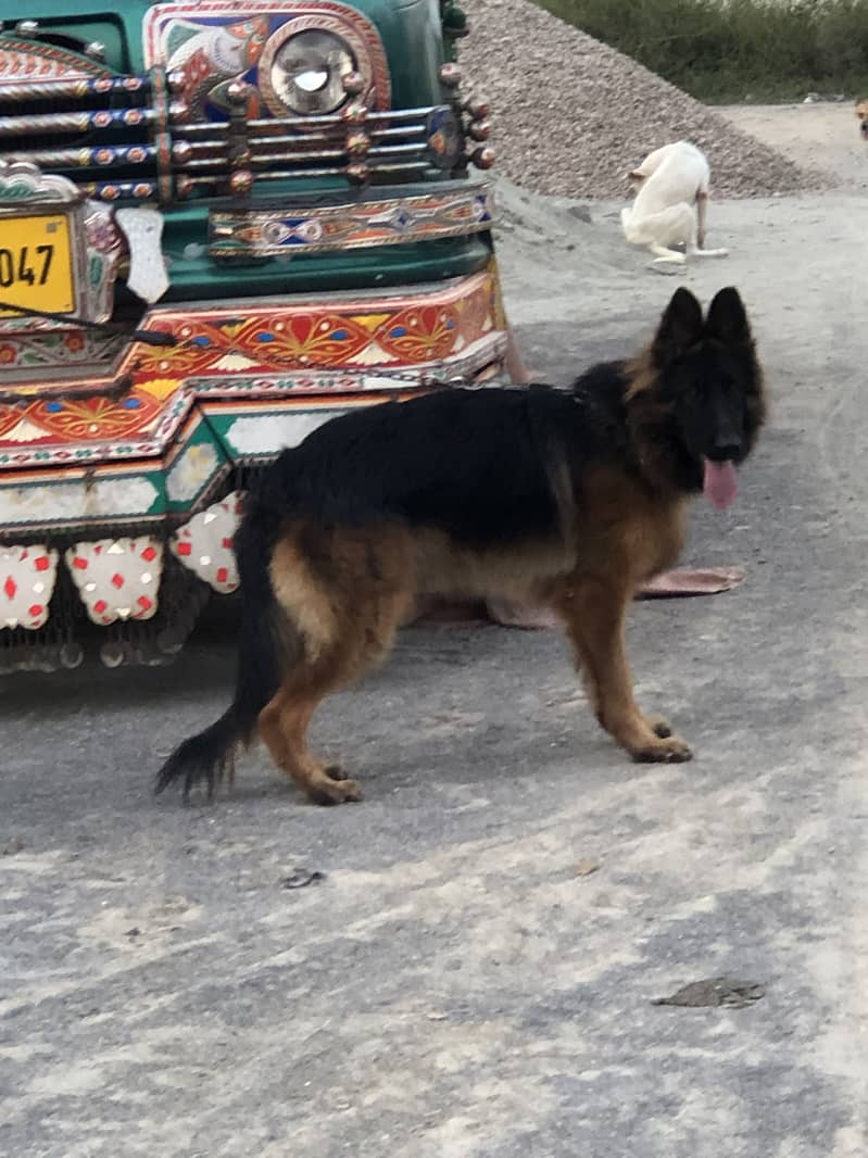 German shepherd 1