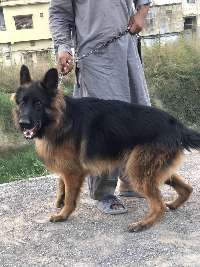 German shepherd 2