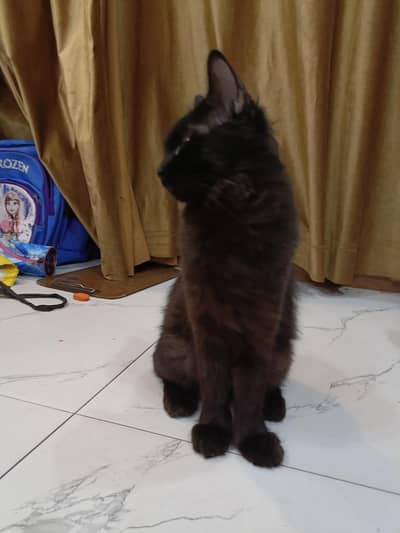 Persian cat for sale