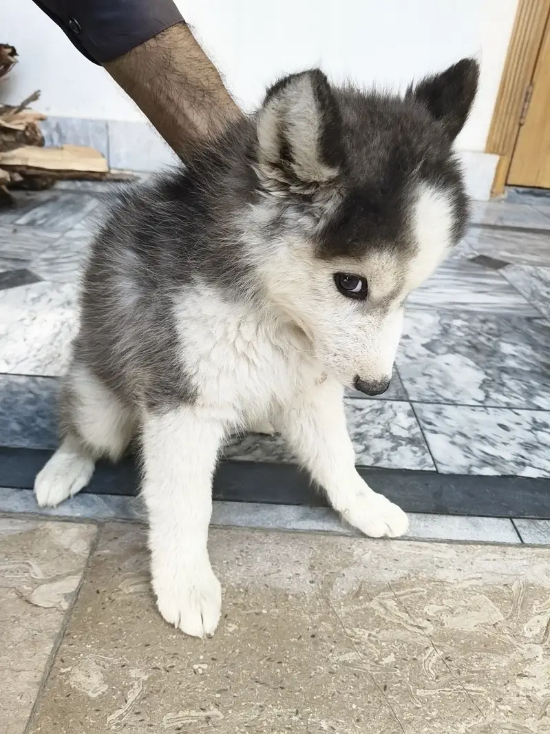 Siberian Husky puppy | male puppy | wolly coat Siberian Husky for sale — photo 5