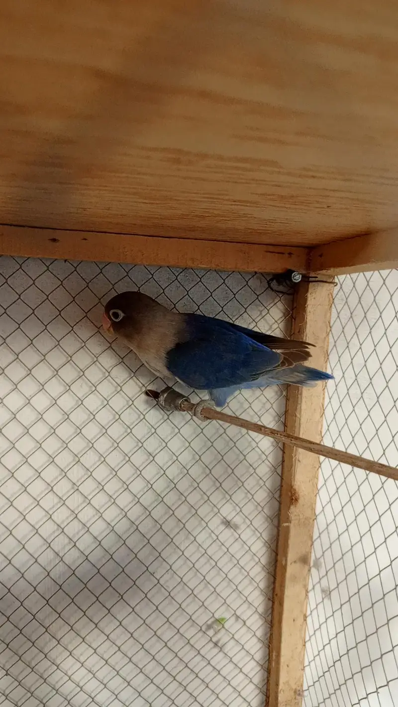 only blue male — photo 2