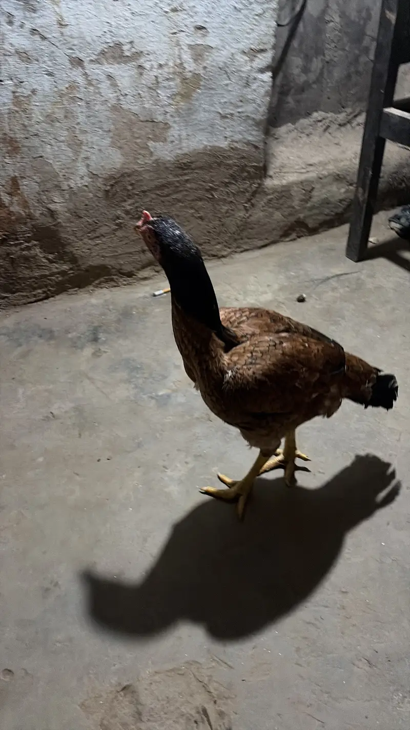 Ch Azan — photo 2