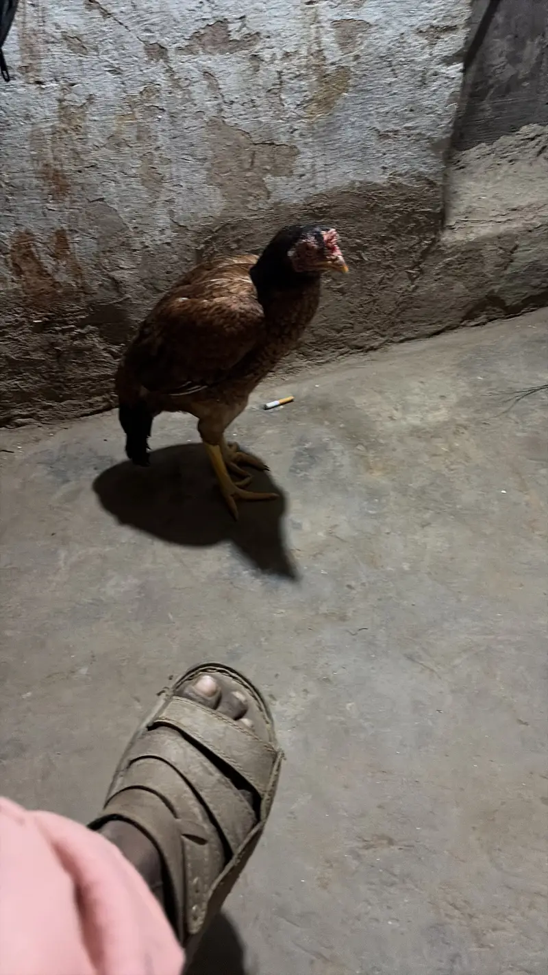 Ch Azan — photo 6