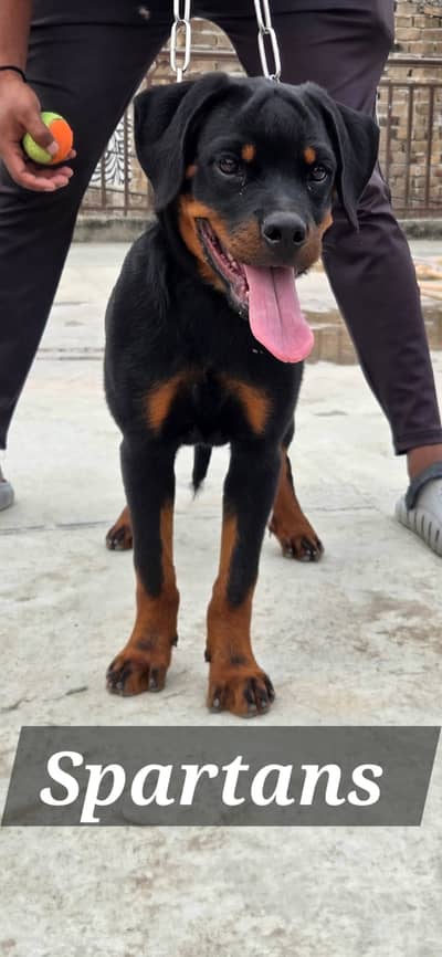 kcp pedigree rottweiler pupp |  rottweiler dog | puppy | female puppy