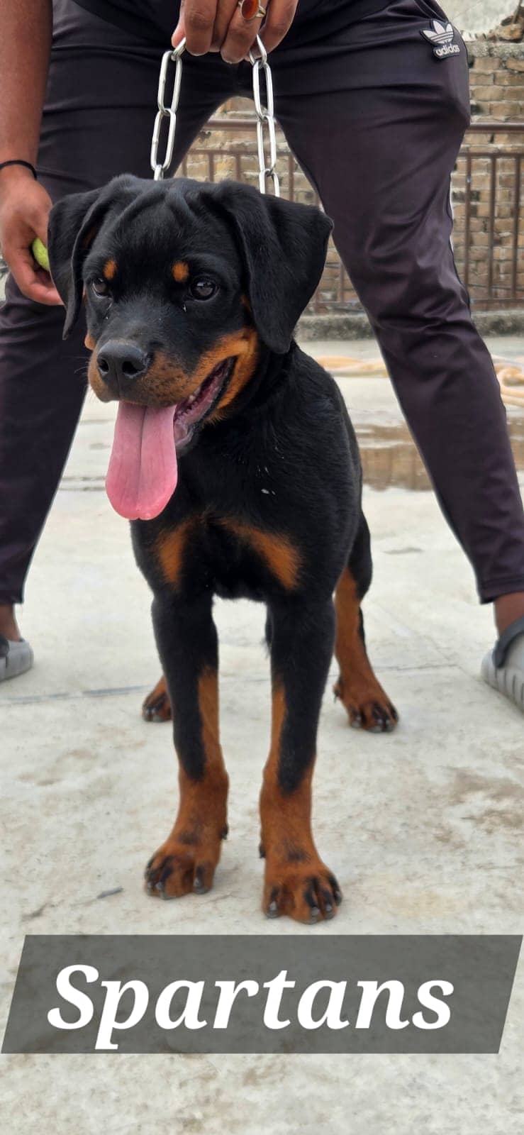 kcp pedigree rottweiler pupp | rottweiler dog | puppy | female puppy ...