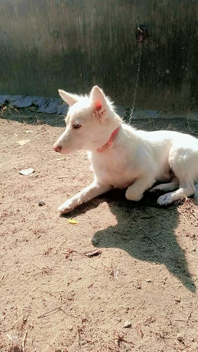Japanese Spitz, white furr
