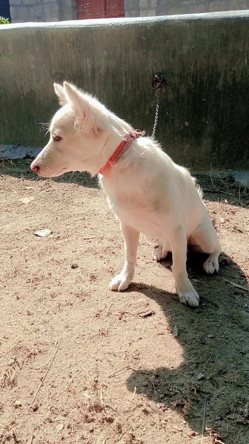 Japanese Spitz, white furr — photo 2