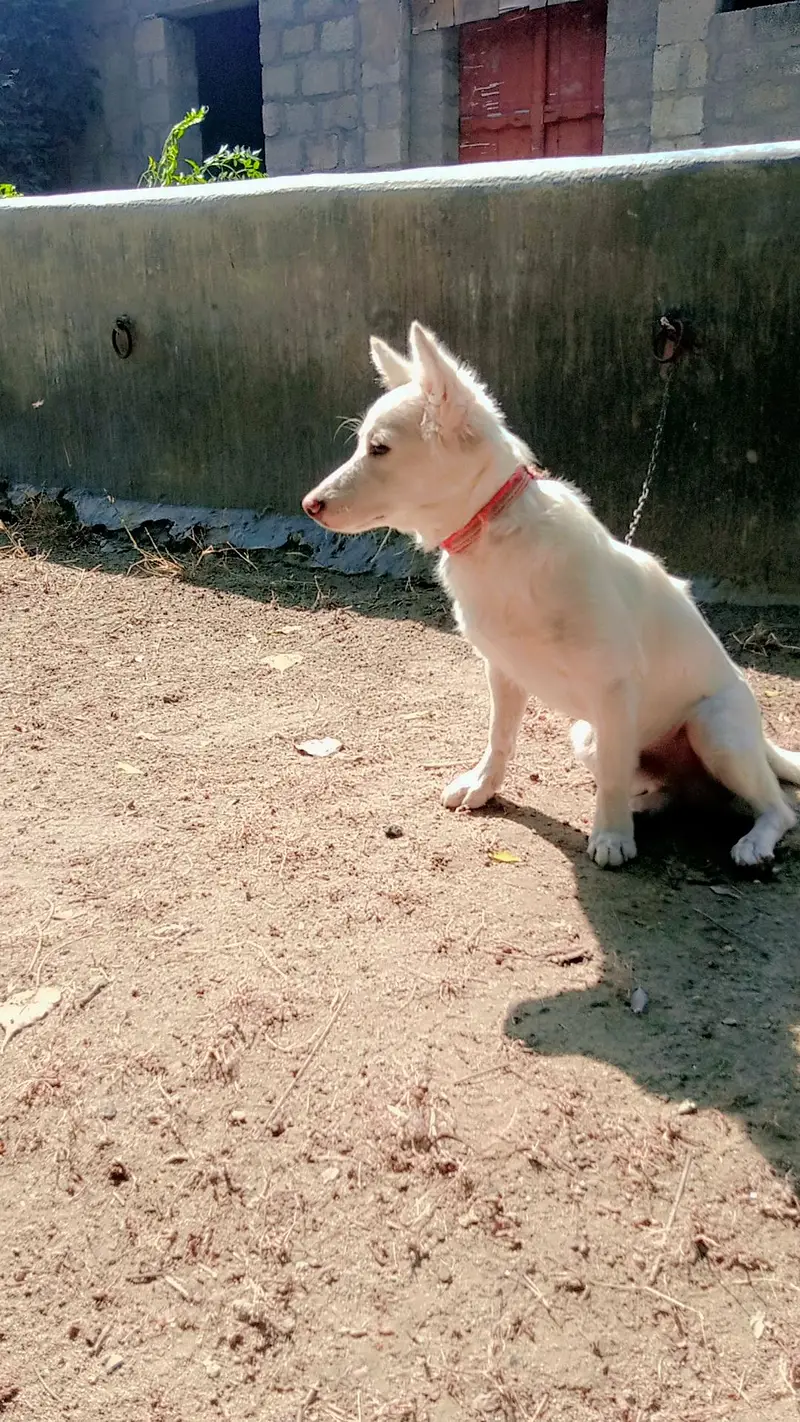 Japanese Spitz, white furr — photo 3