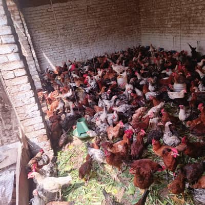 desi murgi Andy Dany wali
